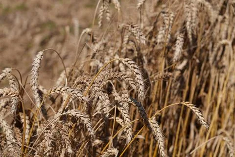 Wheat ears Stockfoto's