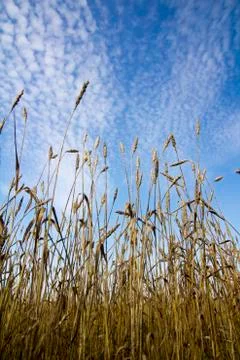 Wheat ears ripen in a field Stock Photos