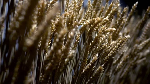 Wheat ears in a row. Stock Footage 311243579