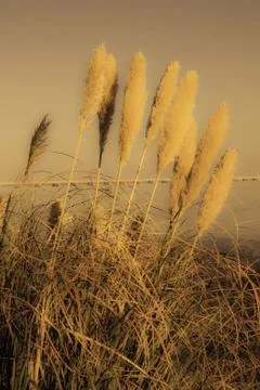 Wheat ears in sepia effect Stock Photos