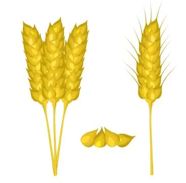 Wheat ears set close up on white. Vector illustration, eps 10 Stock Illustration
