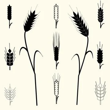 Wheat Ears set Stock Illustration