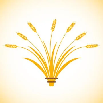 Wheat ears, set of wheat spikelets. Vector illustration. Illustrazione stock