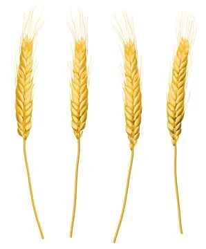 Wheat ears set on white background vector Stock Illustration