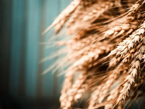 Wheat ears in sharp focus against a blurred backdrop embodying farm life Stockfoto's