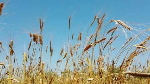Wheat Ears Slow Motion in the field Stock Footage 142558049
