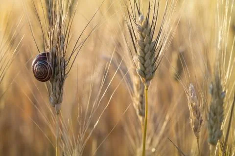 Wheat ears with a snail Stock Photos