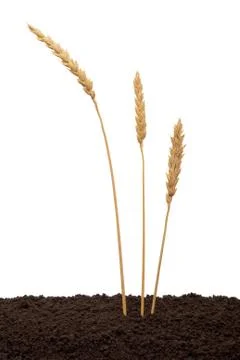 Wheat ears in soil Stock Photos