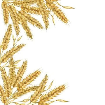 Wheat ears square frame. Barley stalks watercolor for bread, flour packaging Stock Illustration