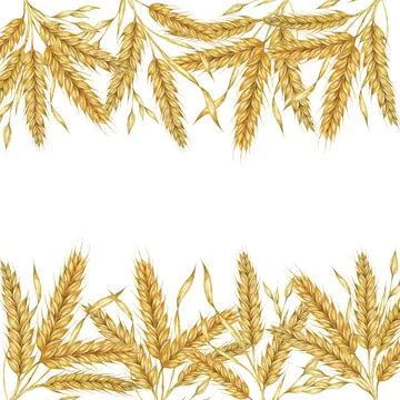 Wheat ears square frame. Barley stalks watercolor for bread, flour packaging Stock Illustration