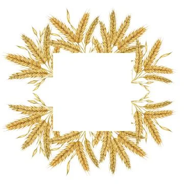 Wheat ears square frame. Barley stalks watercolor for bread, flour packaging Stock Illustration
