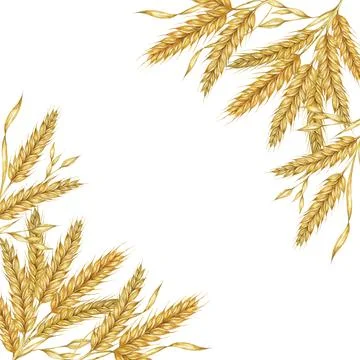 Wheat ears square frame. Barley stalks watercolor for bread, flour packaging Stock Illustration