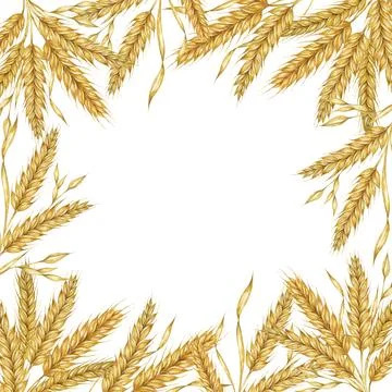 Wheat ears square frame. Barley stalks watercolor for bread, flour packaging Stock Illustration