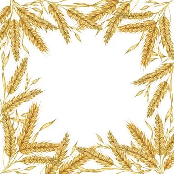 Wheat ears square frame. Barley stalks watercolor for bread, flour packaging Stock Illustration