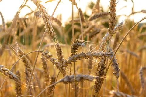Wheat ears in the sun Stock Photos