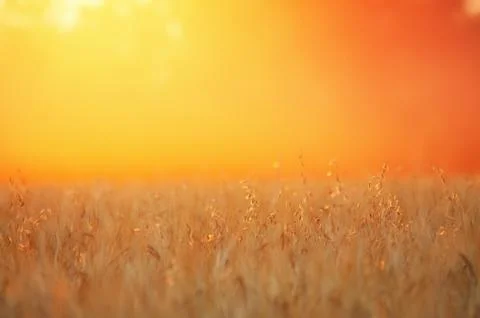 Wheat ears in sunlight at the sunset Stock Photos