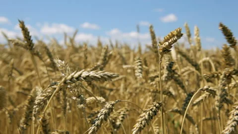 Wheat ears on a sunny day close up Stock Footage 102174561