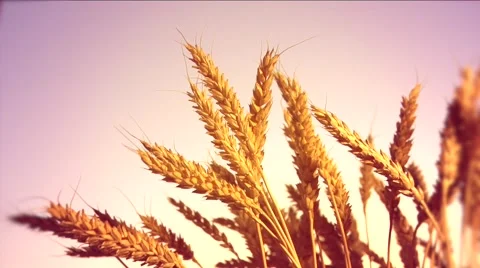The Wheat Ears Sunrise Background Stock-Footage 55235407