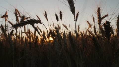 Wheat ears at sunset. 4k video Stockbeeldmateriaal 136223884