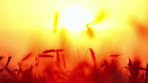 Wheat ears on sunset background Stock Footage 80362432
