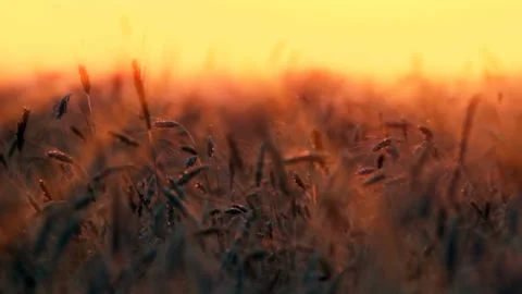 Wheat ears on sunset background Stock Footage 121316039