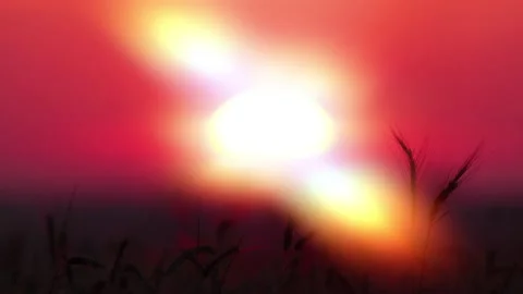 Wheat ears on sunset background Stock Footage 187580196