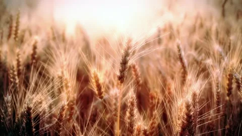 Wheat ears on sunset background 库存影片 248295113