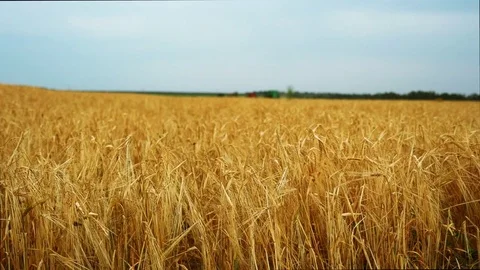 Wheat ears at sunset Stock Footage 82702194
