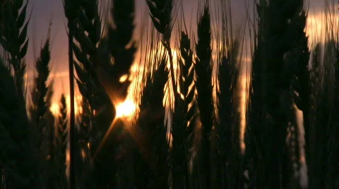 Wheat ears on sunset IV. Stock Footage 474837