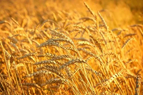 Wheat ears in the sunset Stock Photos