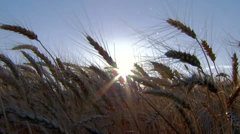 Wheat ears at sunset swaying in the wind. Real time. Video stock 65266232