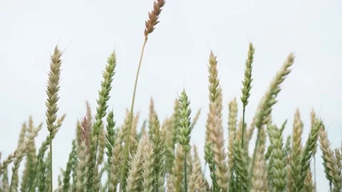 Wheat ears sway easily in the wind 스톡 동영상 167423646