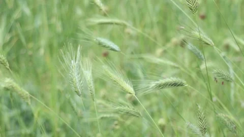 Wheat ears sway in the field in the wind Video stock 155983628