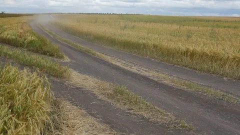 Wheat ears sway in the wind in a field overgrown with weeds. A passenger car dri Stock Footage 260164155