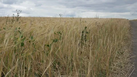 Wheat ears sway in the wind in a field overgrown with weeds. A dirt road stretch Stock Footage 260164187