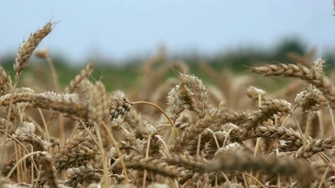 Wheat ears sway in the wind Stock Footage 144226536