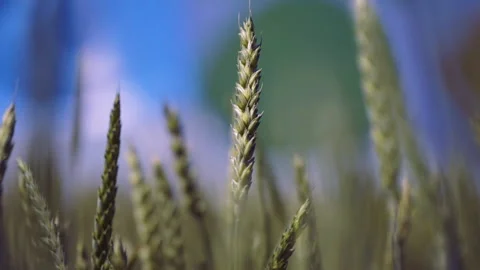 Wheat ears sway in the wind Stock Footage 158562263