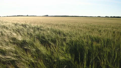 Wheat ears sway in the wind Video stock 159956130