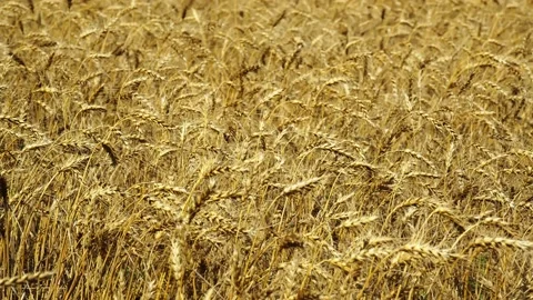Wheat ears sway in the wind Stock-Footage 160409994