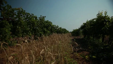 Wheat-ears sway in the wind in the middle of the vineyard, the bright blue sky Stock Footage 74480142