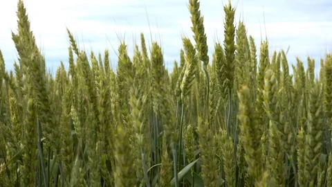 Wheat ears swaying close up, 4k 2160p video footage Stock Footage 84593708