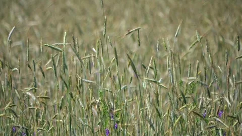 Wheat ears swaying gently in the wind. Slow-motion footage on a sunny day. .. Video stock 277571855