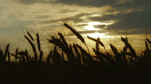 Wheat ears swaying in the sunset sky background. Real time. Vídeo Stock 65266451