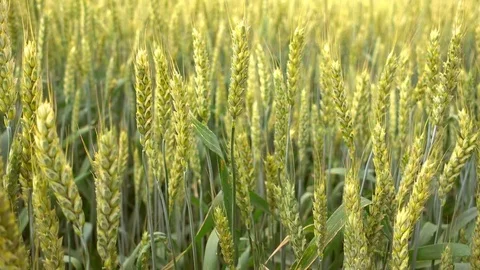 Wheat ears swaying  at wind closeup, 4K ultra hd video clip Video stock 84594976