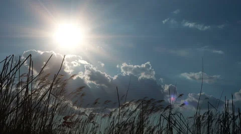 Wheat Ears Swaying on Wind with Shining Sun Behind Stock-Footage 49626766