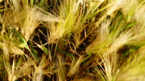 Wheat ears. Top view Stock-Footage 67985442