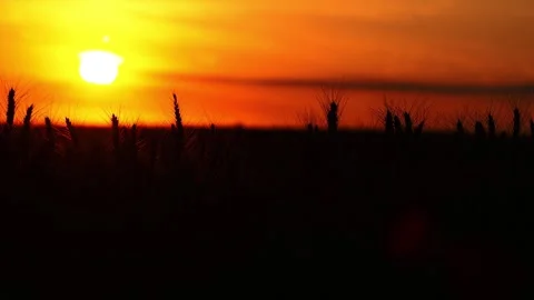 Wheat ears under the sunset colorful light in a summer field Stock Footage 281400600