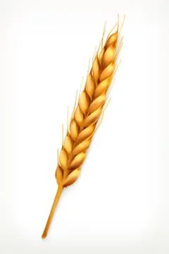 Wheat ears, vector icon Stock Illustration
