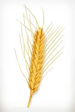 Wheat ears, vector icon Stock Illustration