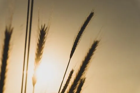 Wheat ears view at sunset Stock Photos